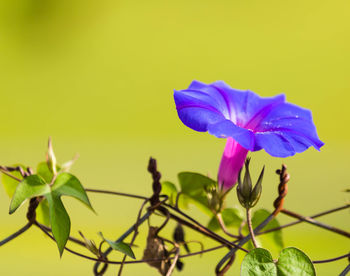 Close-up of flower against blurred background