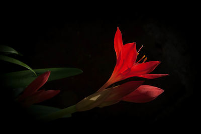 Close-up of red flower over black background