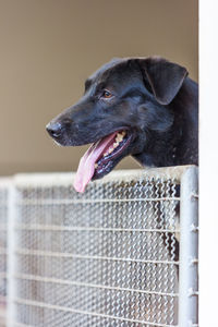 Close-up of dog looking away
