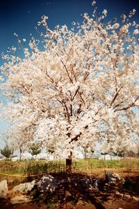 Cherry blossoms in spring