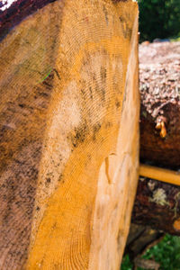 Close-up of tree stump on field