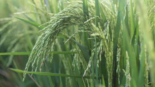 Close-up of crops growing outdoors