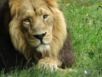 Portrait of a lion