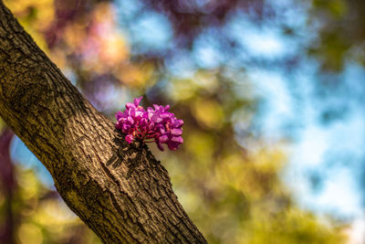 Close-up of pink flowering plant against tree trunk