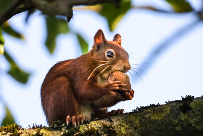 Low angle view of squirrel eating food