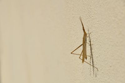Close-up of insect