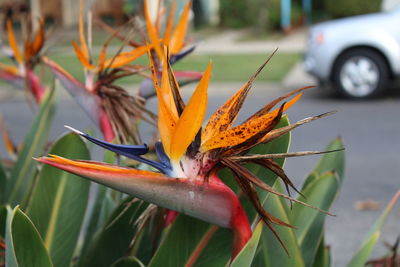 Close-up of flower