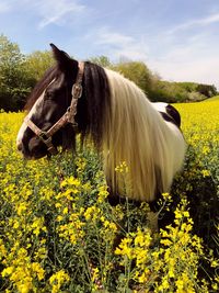 View of yellow flowers on field with a gypsy cob