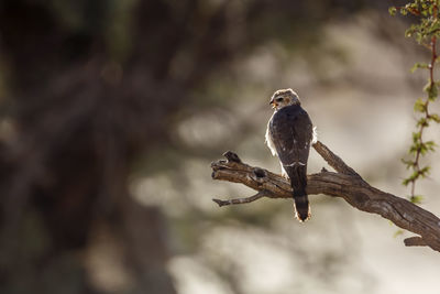 Close-up of bird perching on branch