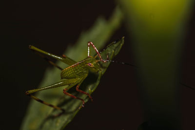 Close-up of insect on leaf