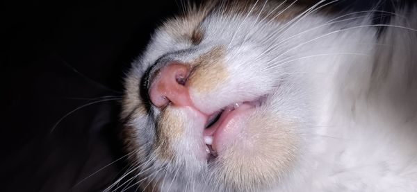 Close-up of cat sleeping