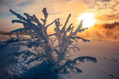 Dead tree on snow covered field against sky during sunset