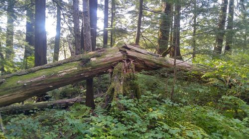 Trees in forest