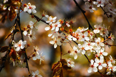 Low angle view of cherry blossoms blooming outdoors