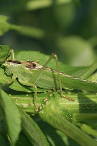 Close-up of insect on leaf