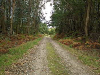 Road amidst trees in forest