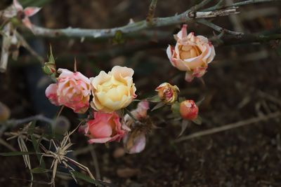 Close-up of pink roses