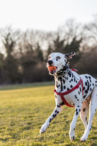 Dalmatian carrying ball in mouth while running on grassy field against clear sky