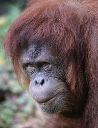 Close-up of a monkey