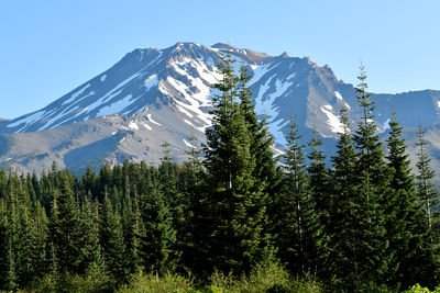 Pine trees on snowcapped mountains against sky