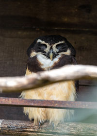 Close-up of a bird