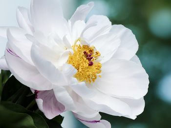 Close-up of white flowering plant