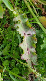 High angle view of leaf