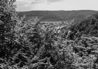 Scenic view of forest against sky
