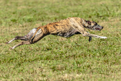 Whippet