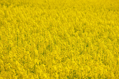 Close-up of yellow flowering plants on field