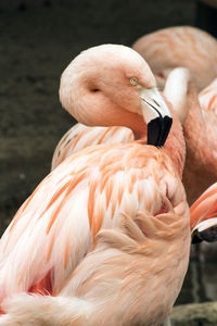 Close-up of bird