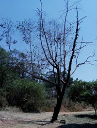 Trees on field against clear sky