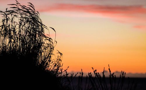 Plants at sunset