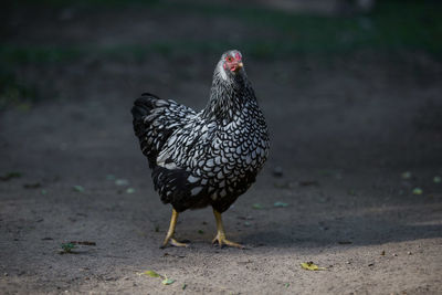 Close-up of a bird