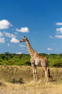 Giraffe standing on field against blue sky