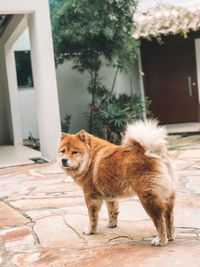 Dog standing in front of building