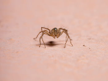 Close-up of spider