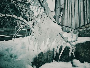 Close-up of icicles on tree during winter