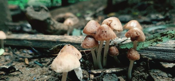 Close-up of mushrooms growing on field