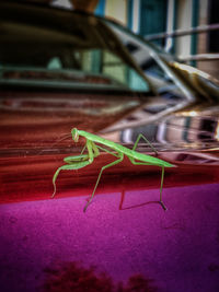 Close-up of insect on metal