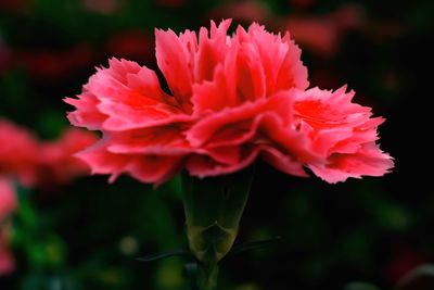 Close-up of pink rose flower