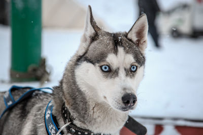 Close-up portrait of dog on snow