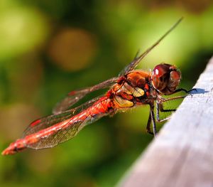 Close-up of insect on leaf dragonflies