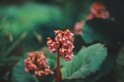 Close-up of pink flowering plant