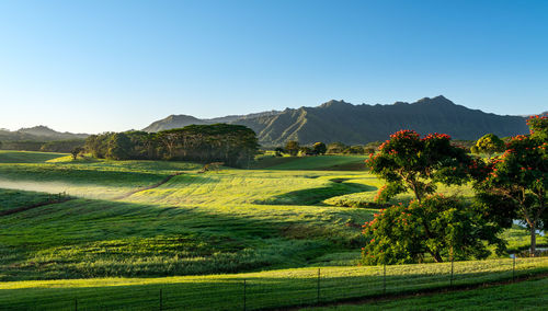 Scenic view of field against clear sky