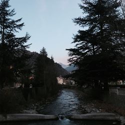 Bare trees by river