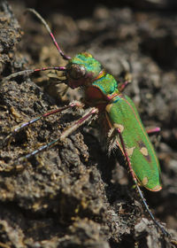 Close-up of insect on dirt