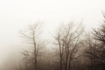 Bare trees in foggy weather