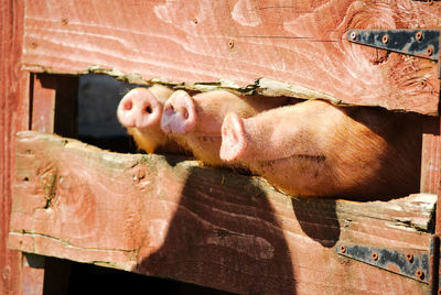 Close-up of pigs by fence in pen