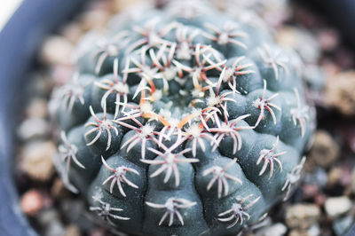 Close-up of cactus